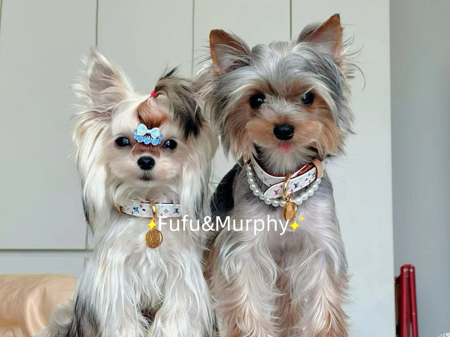 Luxury White Multicolor Monogram Collar for a Stylish Pet