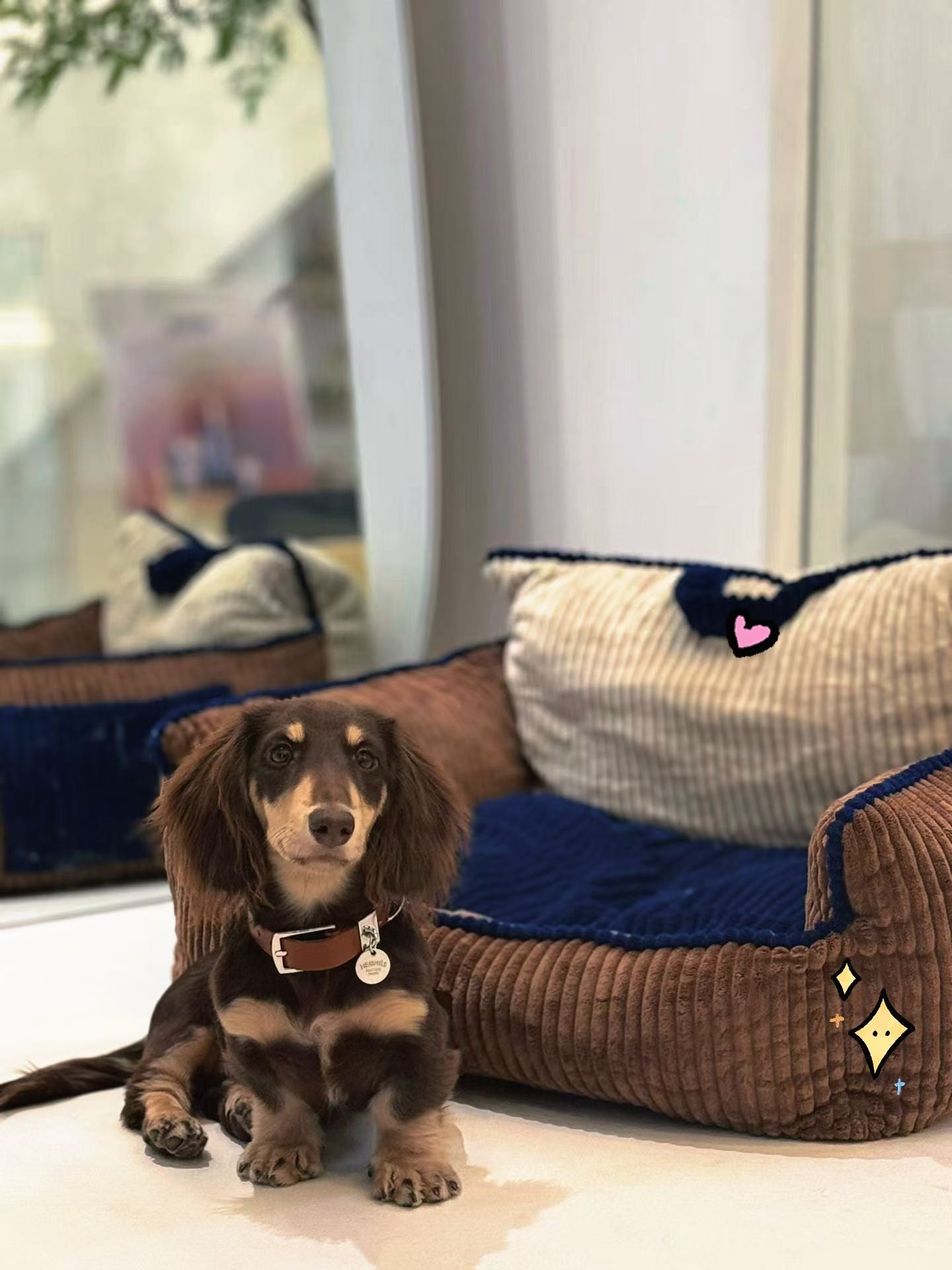 🐶Premium Canvas &amp; Leather Harness Set - 💎 FREE Custom Engraved Tag