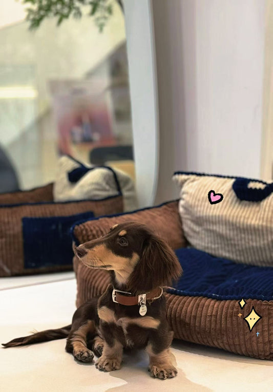 🐶Premium Canvas &amp; Leather Harness Set - 💎 FREE Custom Engraved Tag