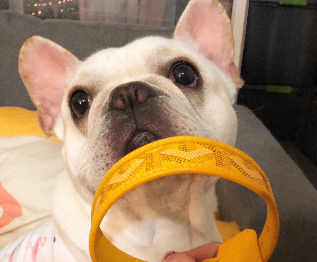 Luxury Canvas Pet Collar &amp; Leash Set - Premium Leather Craftsmanship