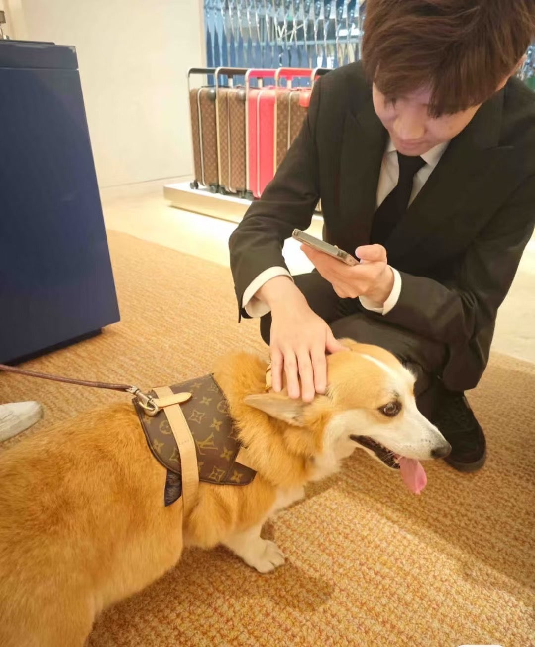 '25 New! 💎  Leather Pet Harness Set - Genuine Cowhide, Luxury Style