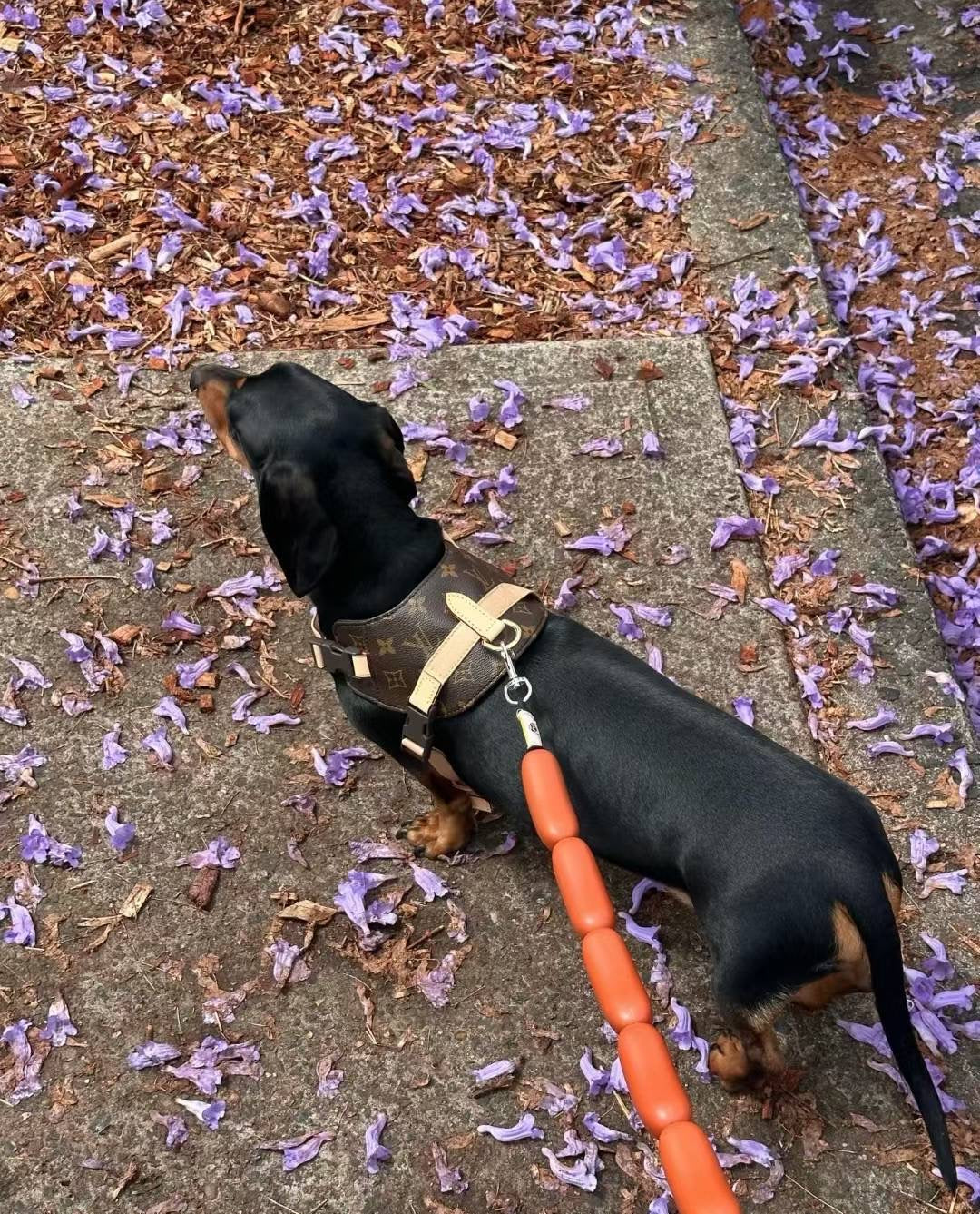 '25 New! 💎  Leather Pet Harness Set - Genuine Cowhide, Luxury Style