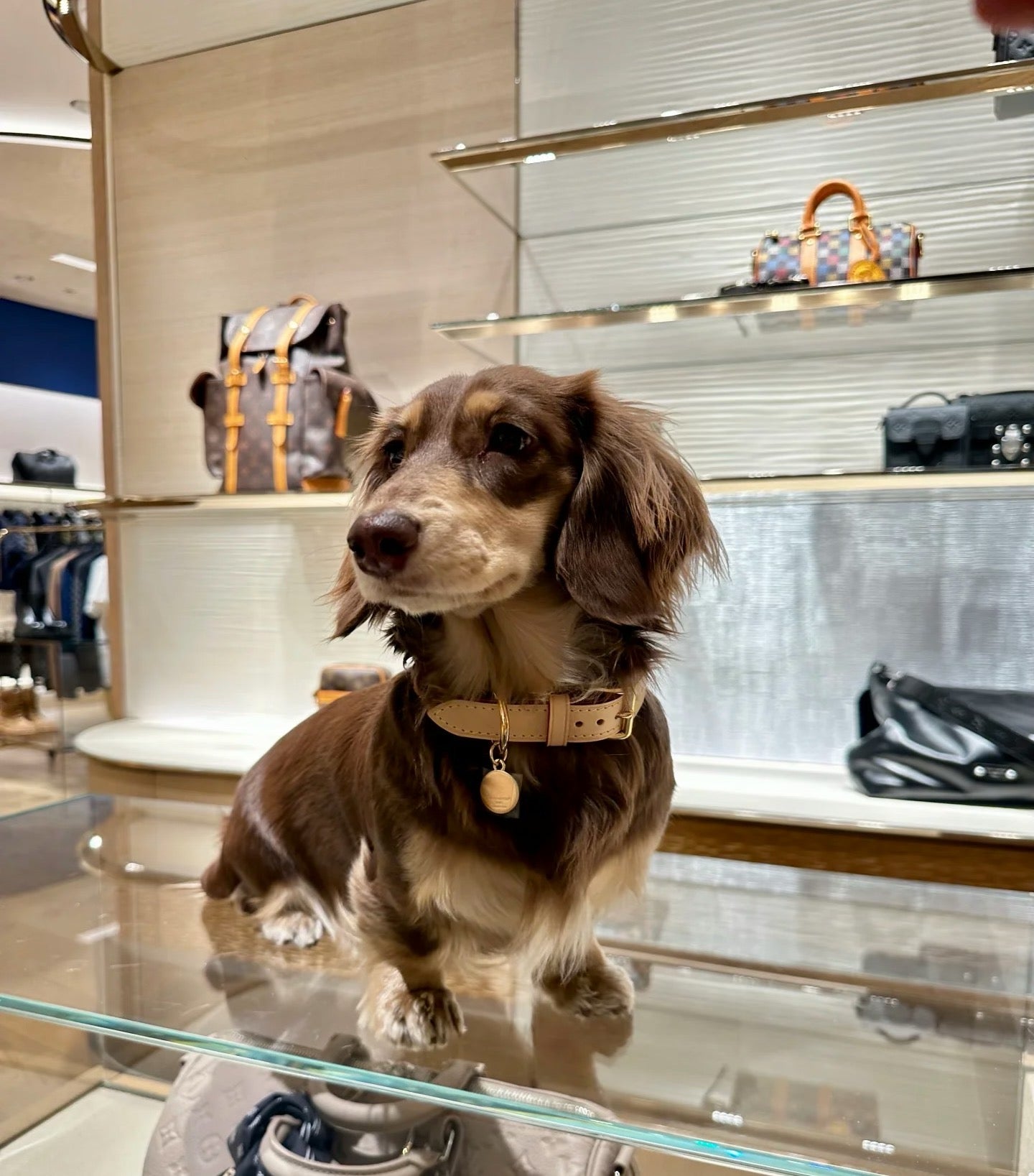 Signature Patterned Leather Pet Set | With Custom Monogramming Option