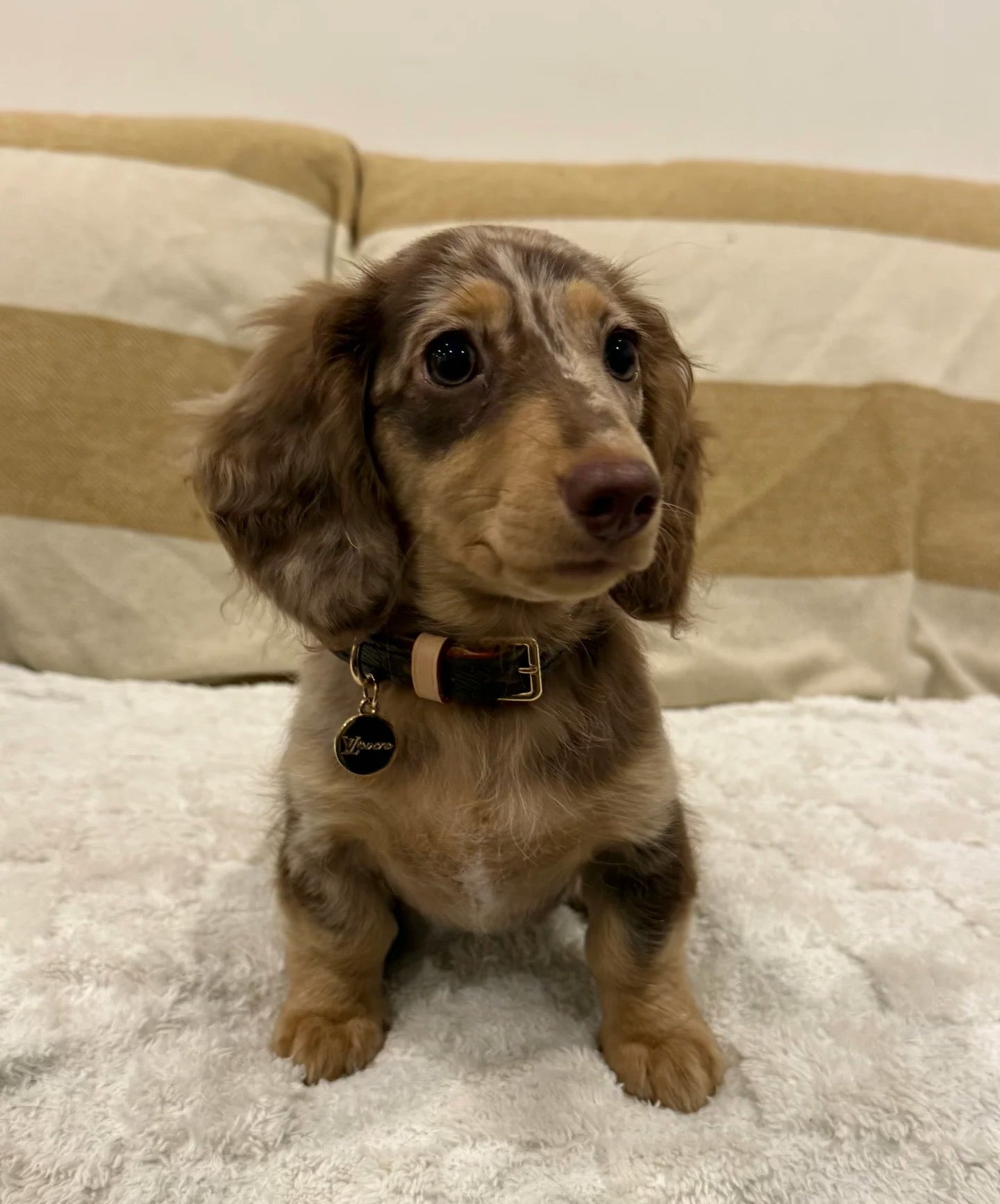 Signature Patterned Leather Pet Set | With Custom Monogramming Option