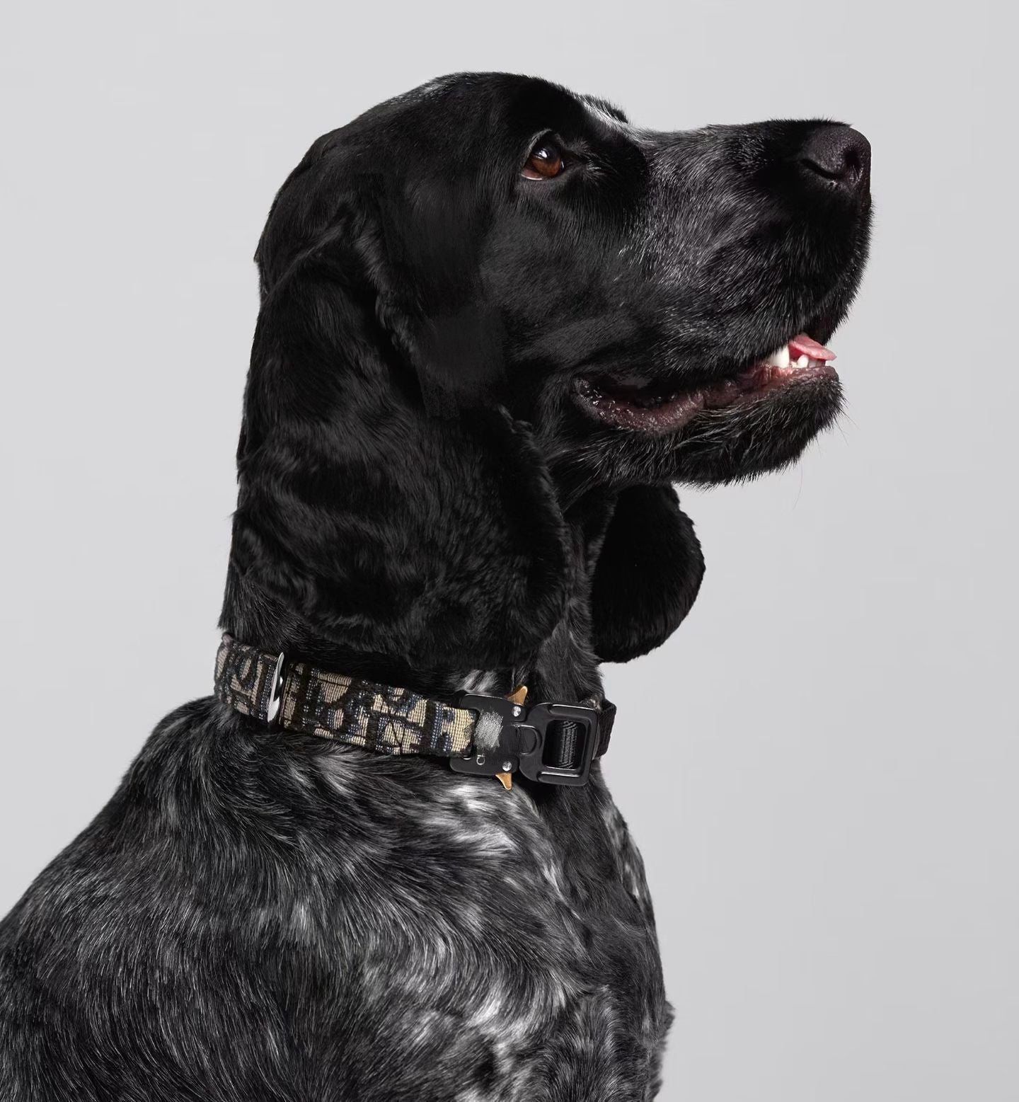 Luxury Jacquard Monogram Pet Collar, Harness & Leash Set - Premium Edition
