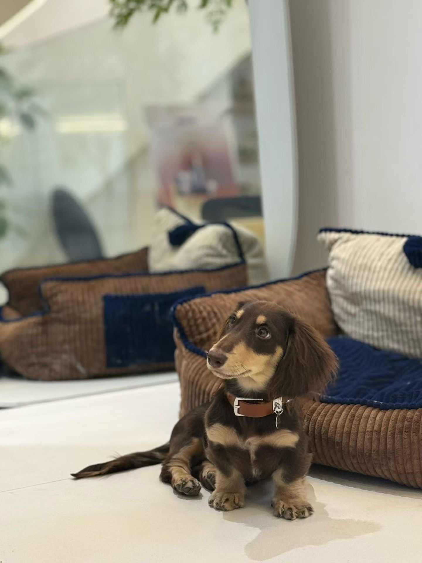 🐶Premium Canvas &amp; Leather Harness Set - 💎 FREE Custom Engraved Tag